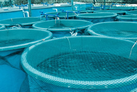 Agriculture & Aquaculture